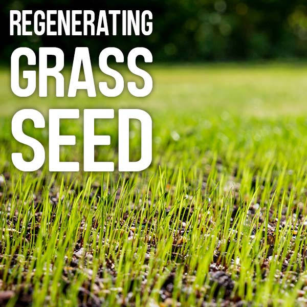 Regenerating grass seed