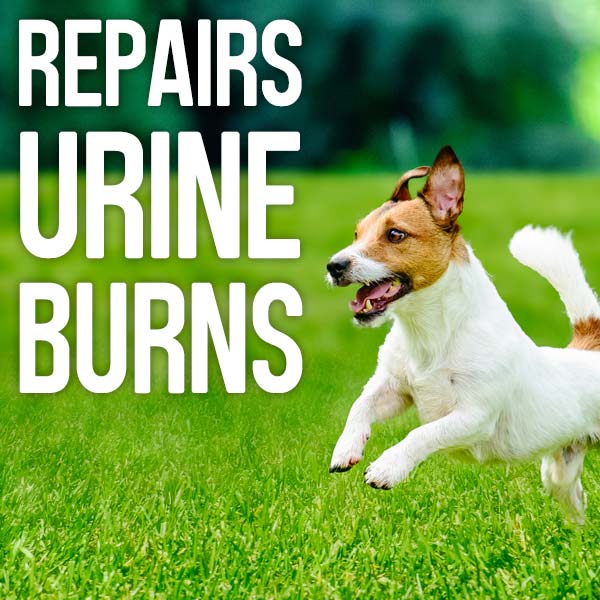 Repairs urine burns