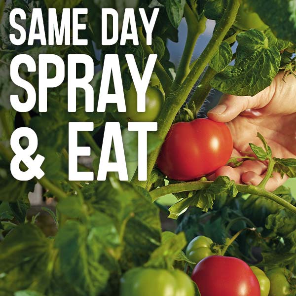 Same day, spray and eat