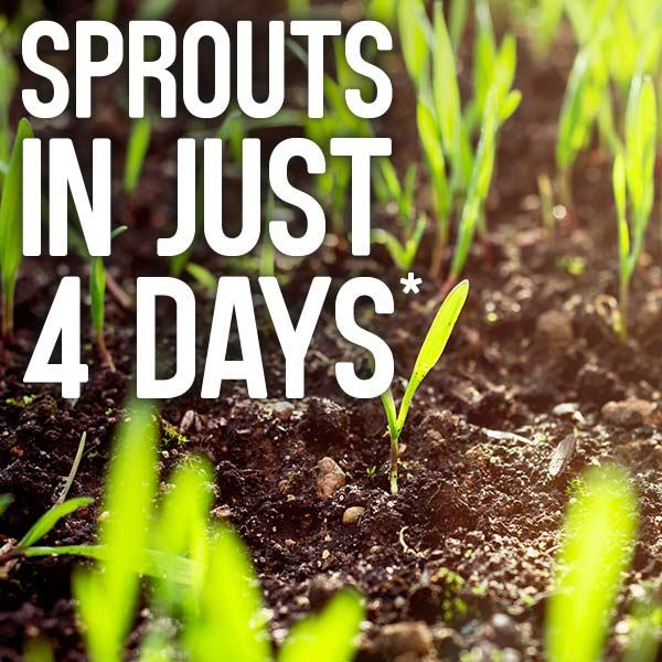 Sprouts in just 4 days