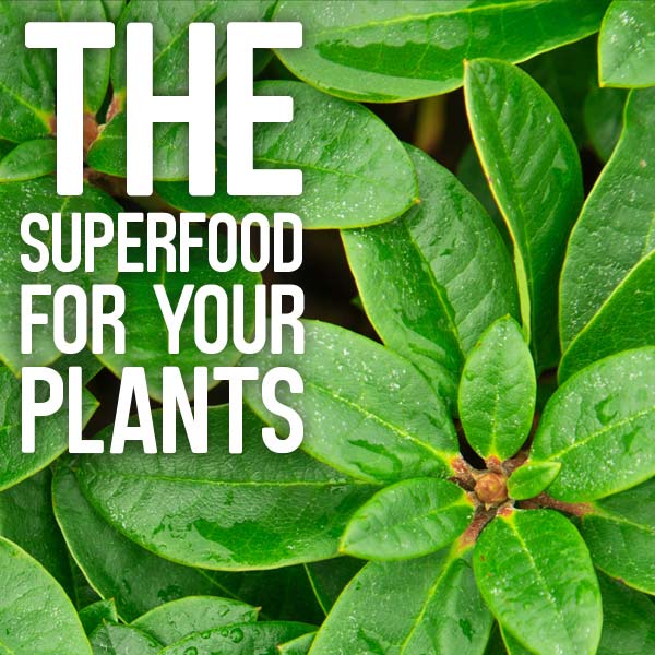 The superfood for your plants