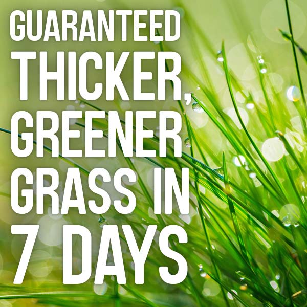 Thicker and greener grass