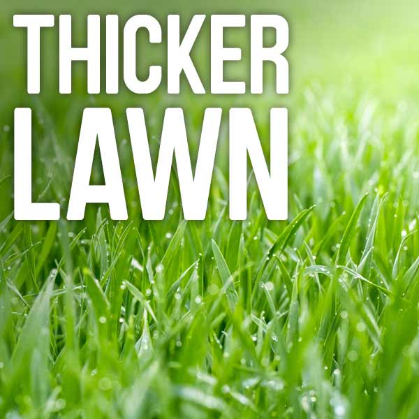 Thicker lawn