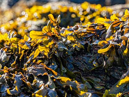 claim-tomorite-seaweed.jpg With seaweed extract