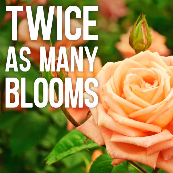 Twice as many blooms