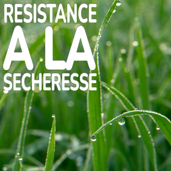 resistance-a-la-secheresse.jpg Substral Engrais Gazon All-In-One Résistance à la sécheresse