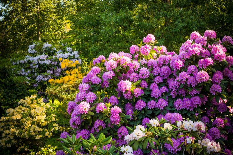 rododendron.jpg Rododendrony