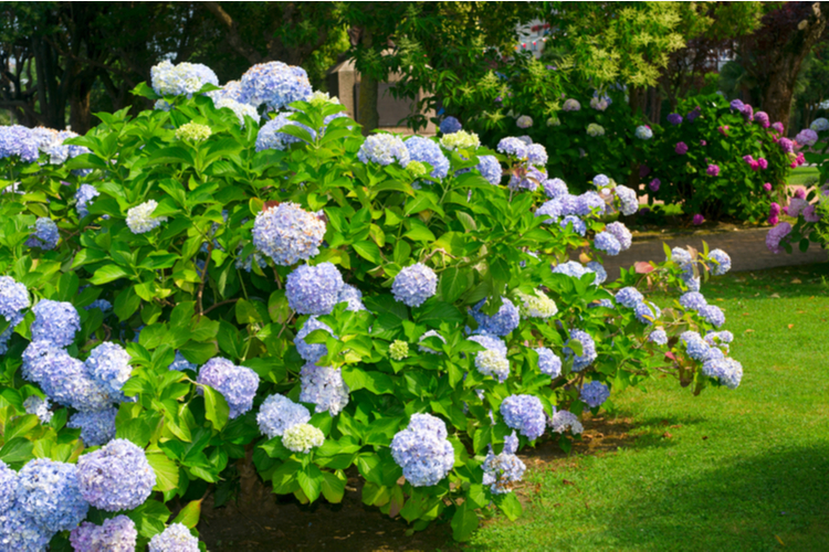 rododendron_0.jpg Rododendrony