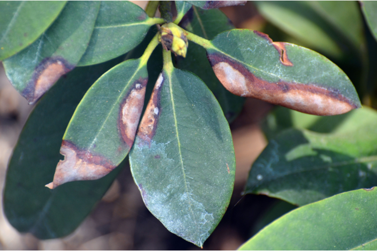 rododendron_fytoftoroza.png Fytoftoroza rododendrona