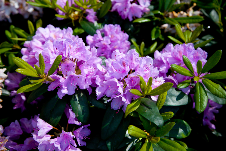 rosliny_do_cienia_4.png Rododendrony