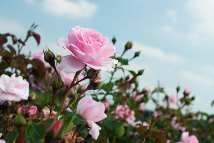 roze.jpg Róże