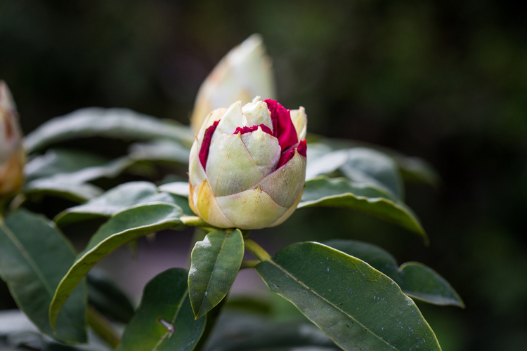 Sadzenie rododendronów