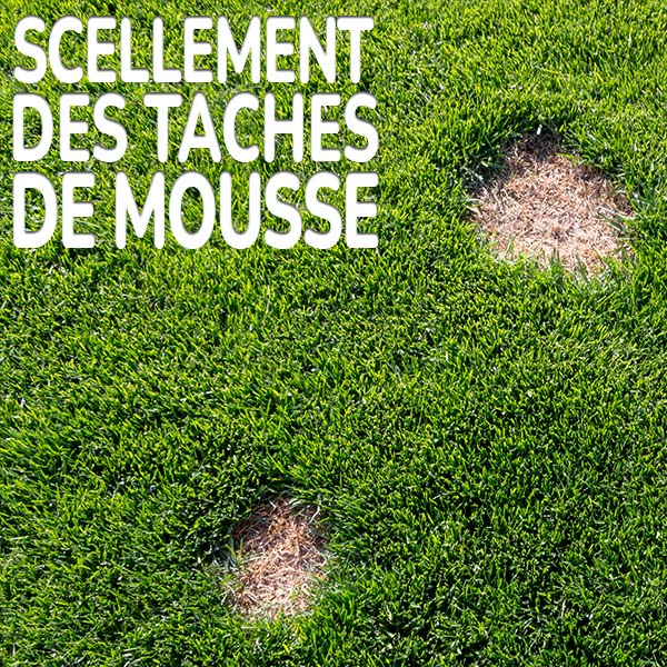 scellement-des-taches-de-mousse.jpg Substral Anti-mousse Reprise des zones envahies par la mousse
