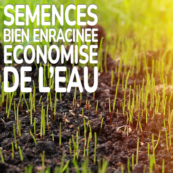 semences-bien-enracinee-economise-de-l'eau.jpg Substral Watersaver Graines de gazon à enracinement profond économisant beaucoup d'eau