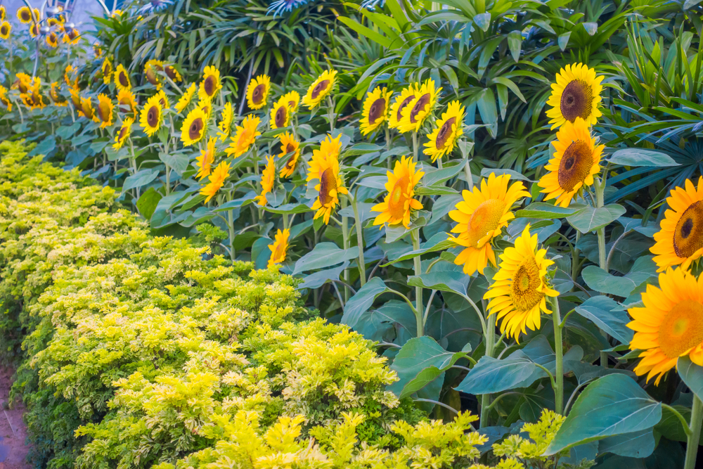 Un tournesol planté dans son jardin pour nourrir les oiseaux - La