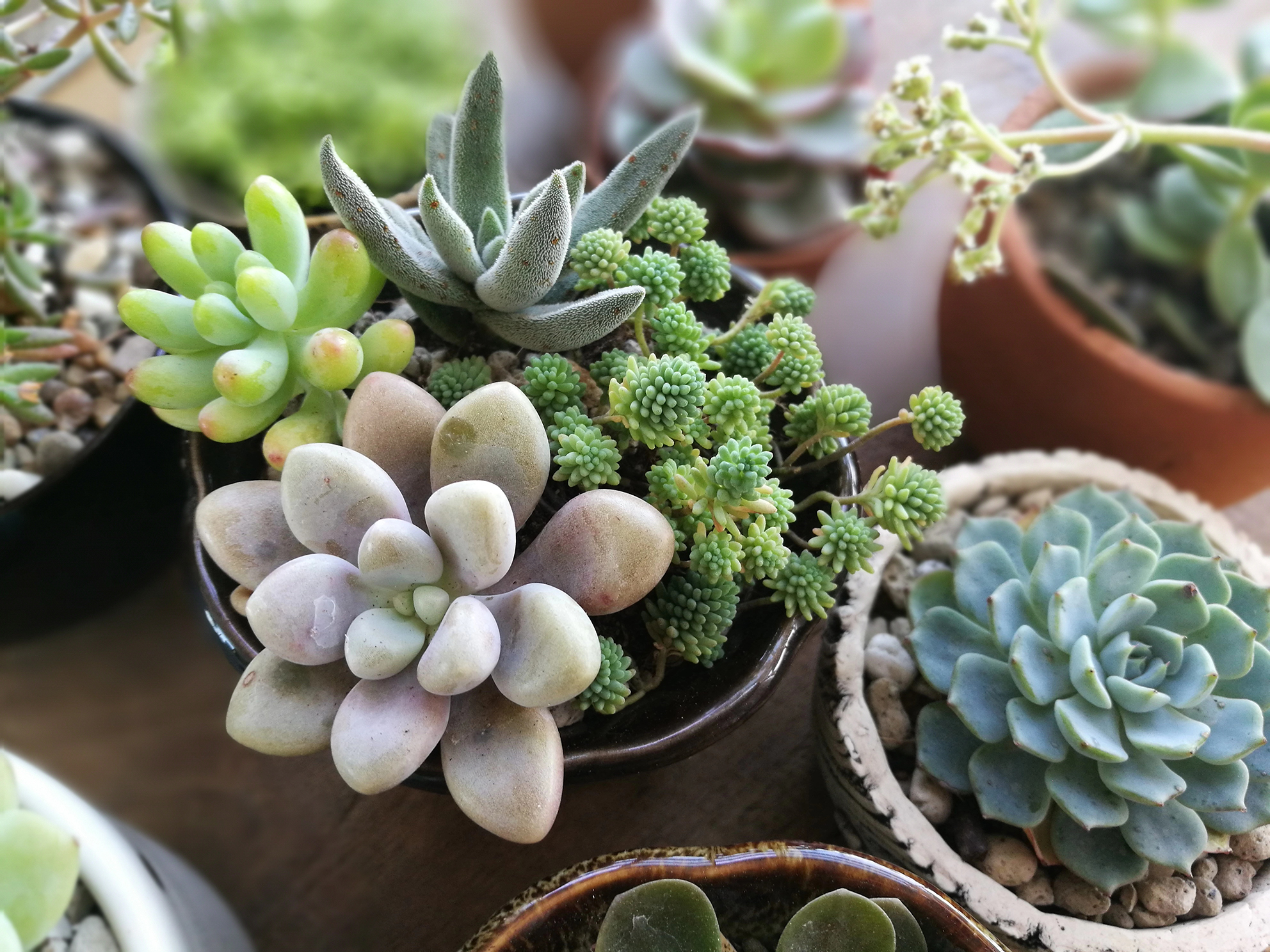 shutterstock_1040994571.jpg Specialist plant care | David Domoney | Miracle-Gro