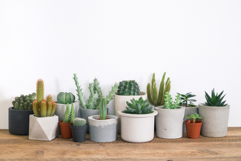 shutterstock_1043555932.jpg Les cactées et succulentes