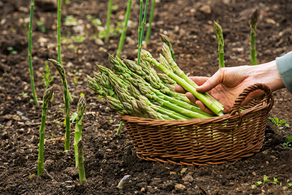 shutterstock_1049151533.jpg Culture et entretien de l'asperge