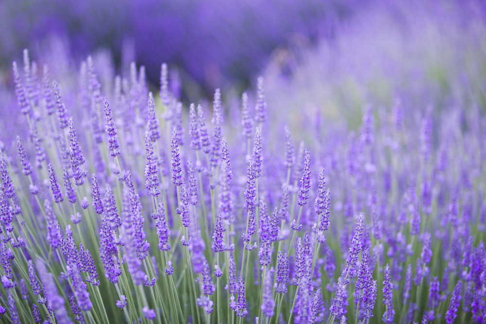 shutterstock_1061247980.jpg Agrumes et plantes méditerranéennes : Récolte, Utilisation