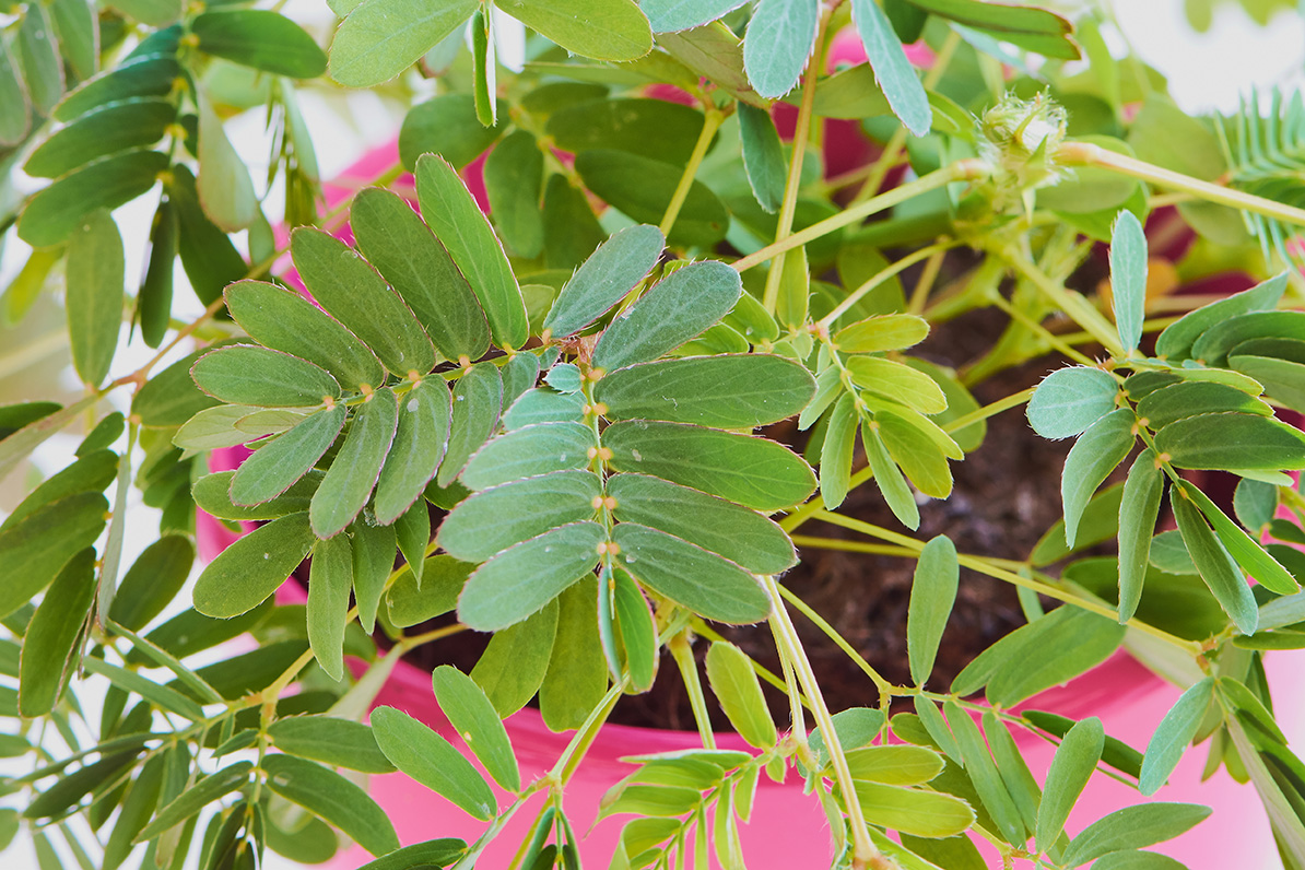 shutterstock_1072723193.jpg Culture du mimosa en pot