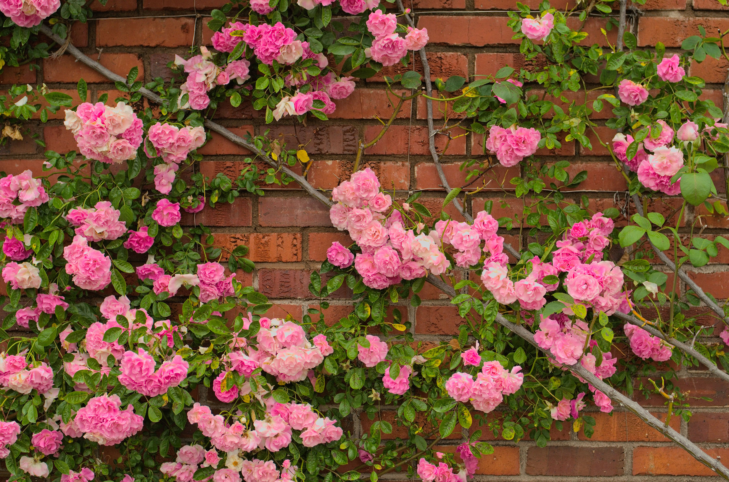 shutterstock_1078038518.jpg Garden Climbers | David Domoney | Miracle-Gro
