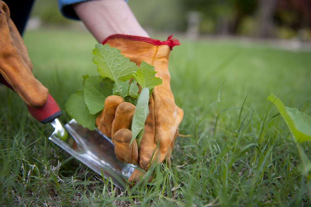 shutterstock_107920907.jpg Le désherbage