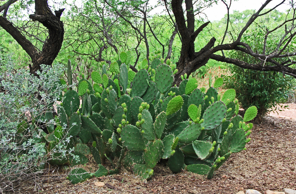 shutterstock_1084178954.jpg Agrumes et Plantes méditérranéènnes : Entretenir, Soigner