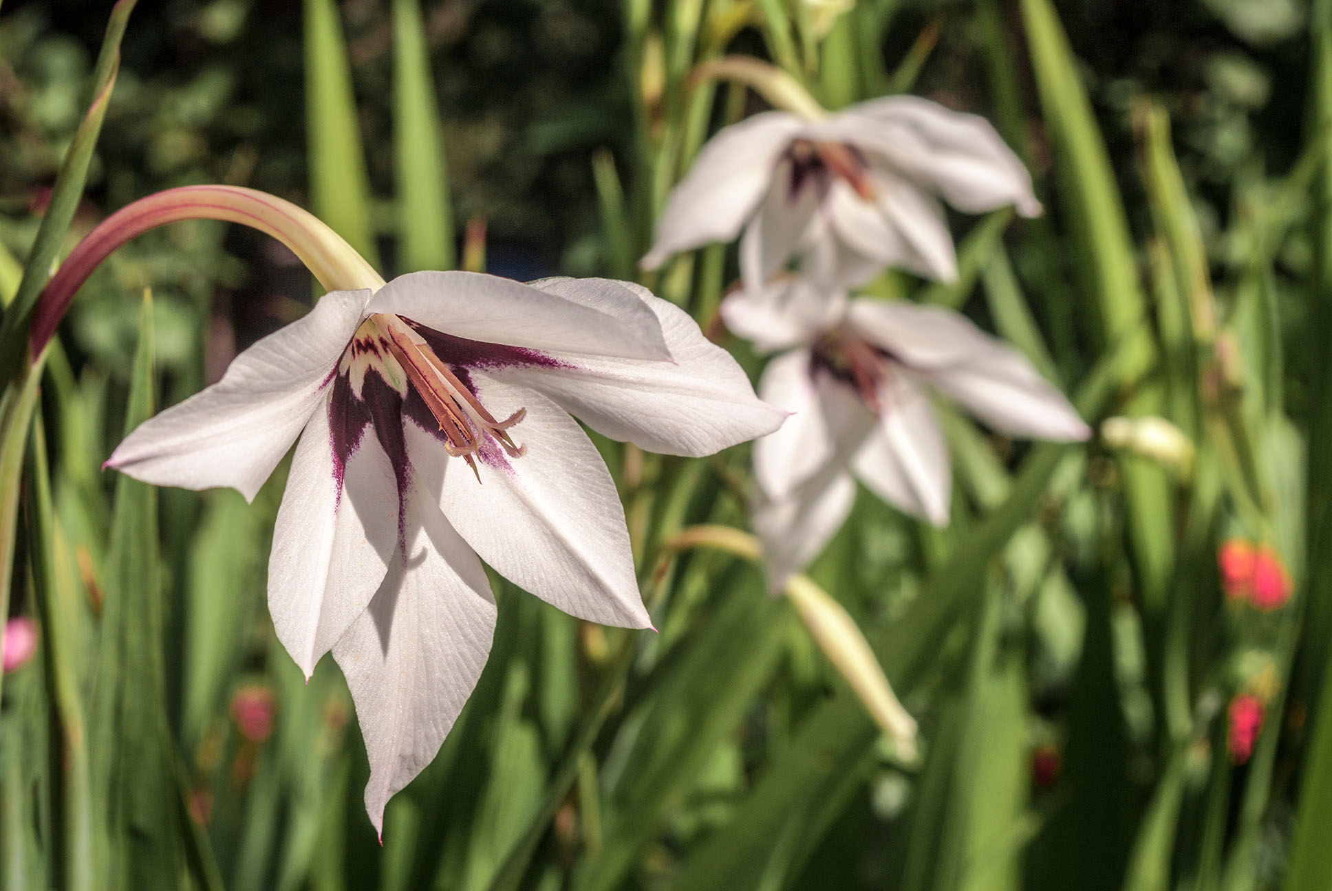 shutterstock_1096895672.jpg Summer bulbs | David Domoney | Miracle-Gro