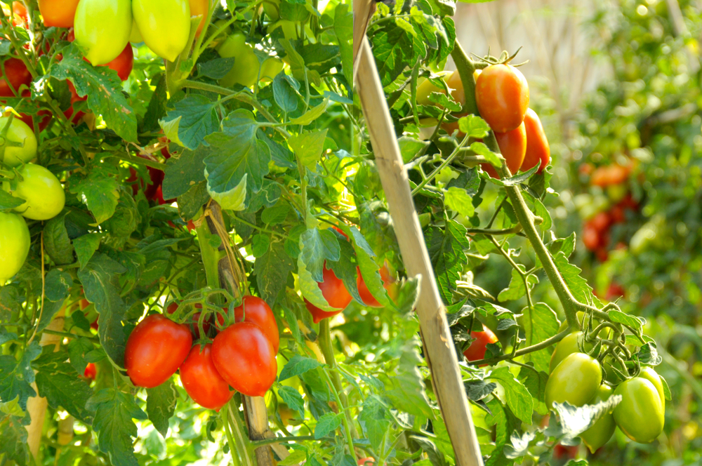 La culture des tomates