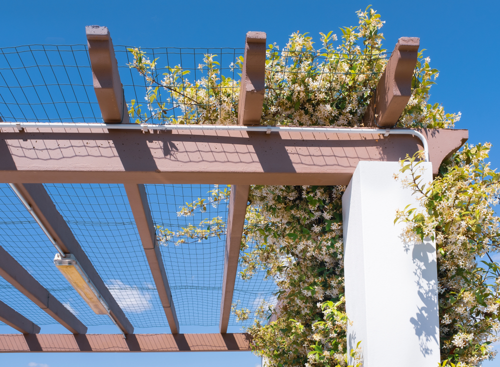 Planter le jasmin