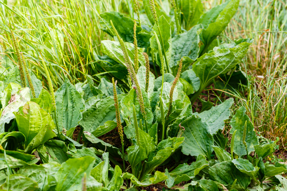 shutterstock_1121385287_0.jpg Marre des mauvaises herbes