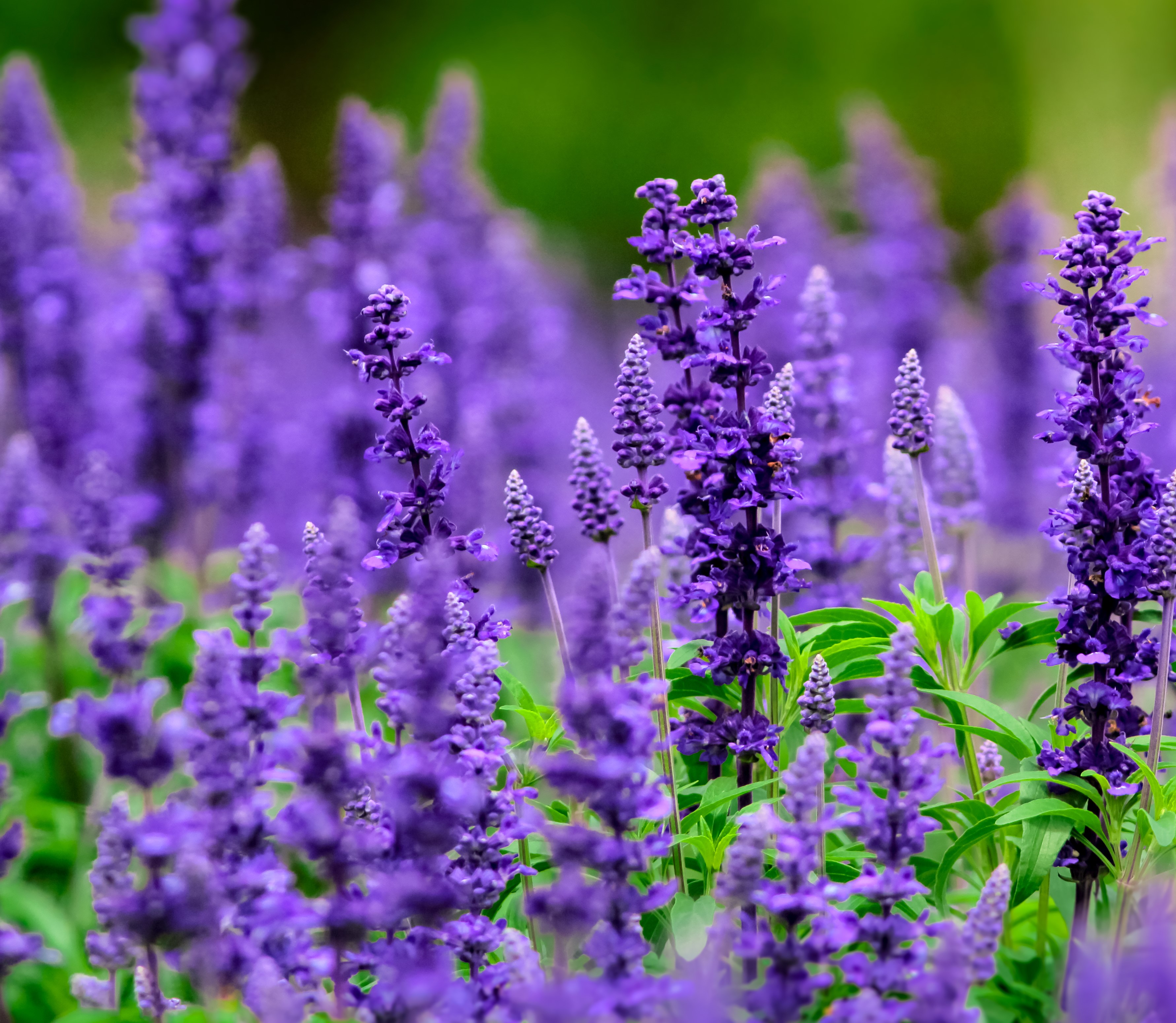 shutterstock_1124547281.jpg Love the Garden / Salvia / Growing Guide