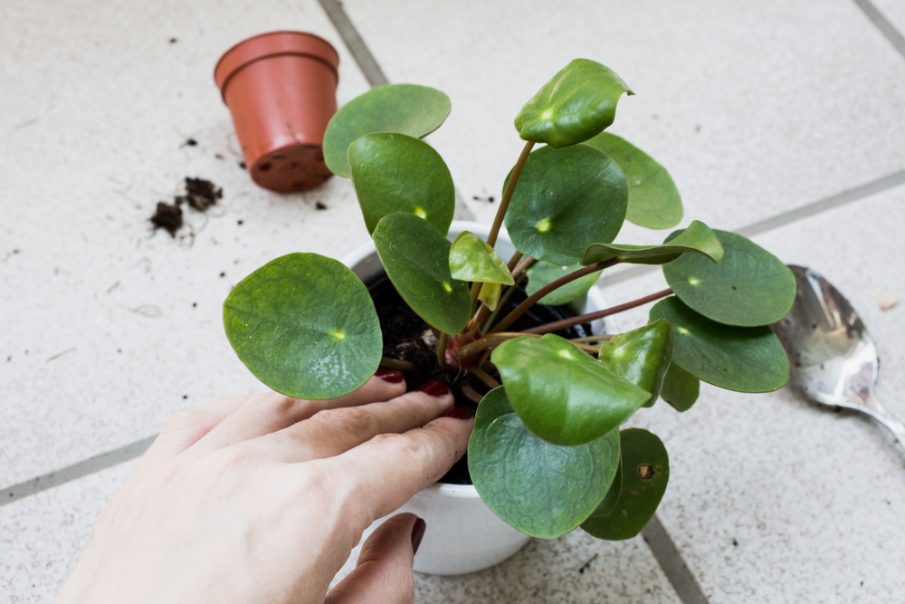 shutterstock_1133404988.jpg Entretien du pilea