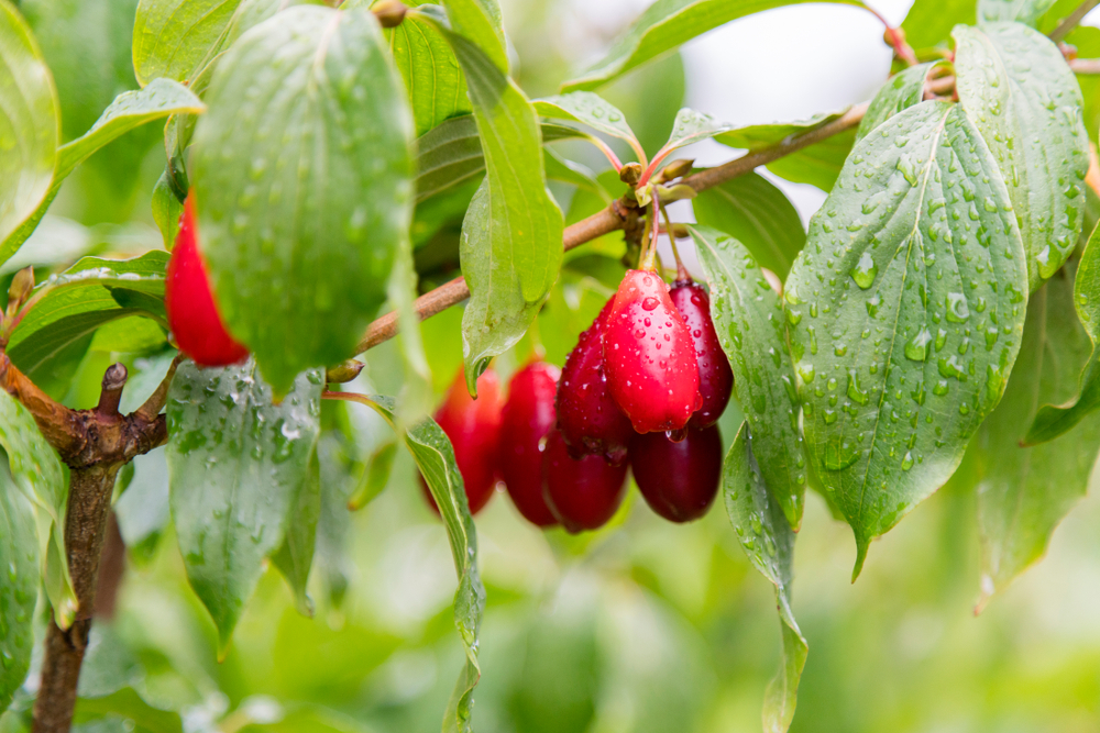 shutterstock_1145148797.jpg Fruits et Baies sauvages