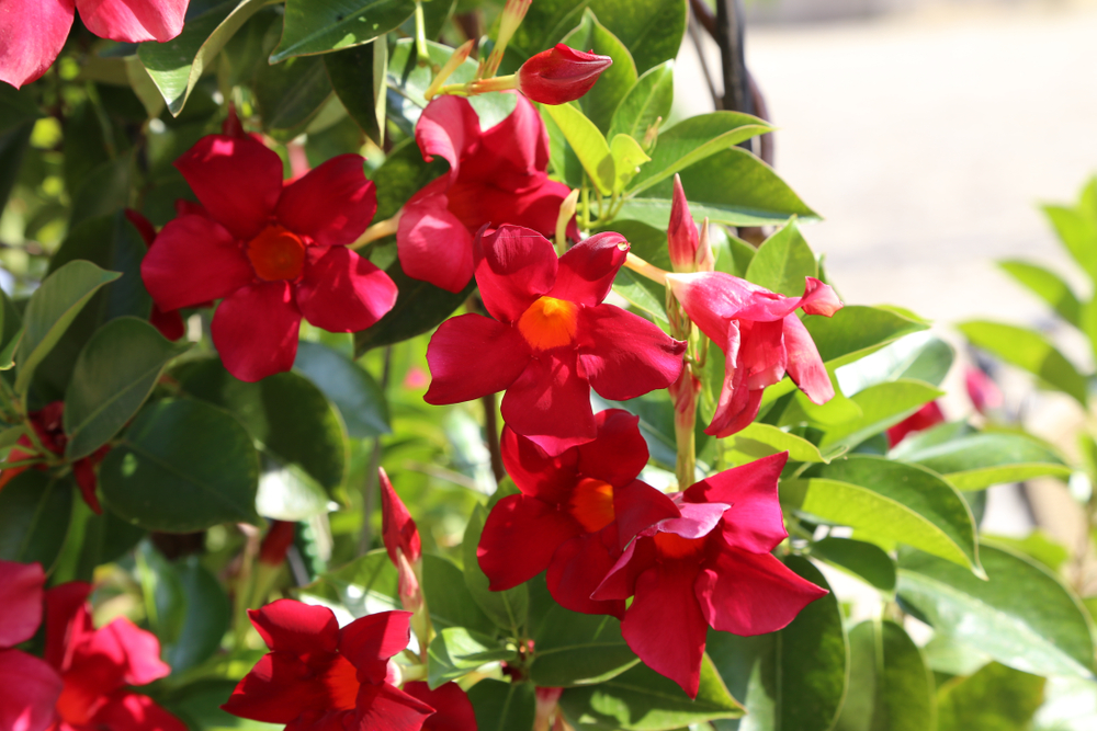 shutterstock_1153101698.jpg Quelles plantes pour une exposition plein soleil