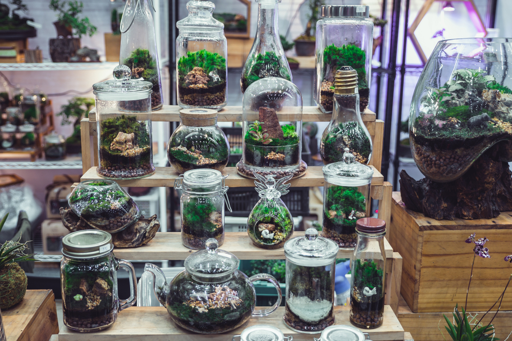 Quel récipient pour un terrarium Quel récipient pour un terrarium