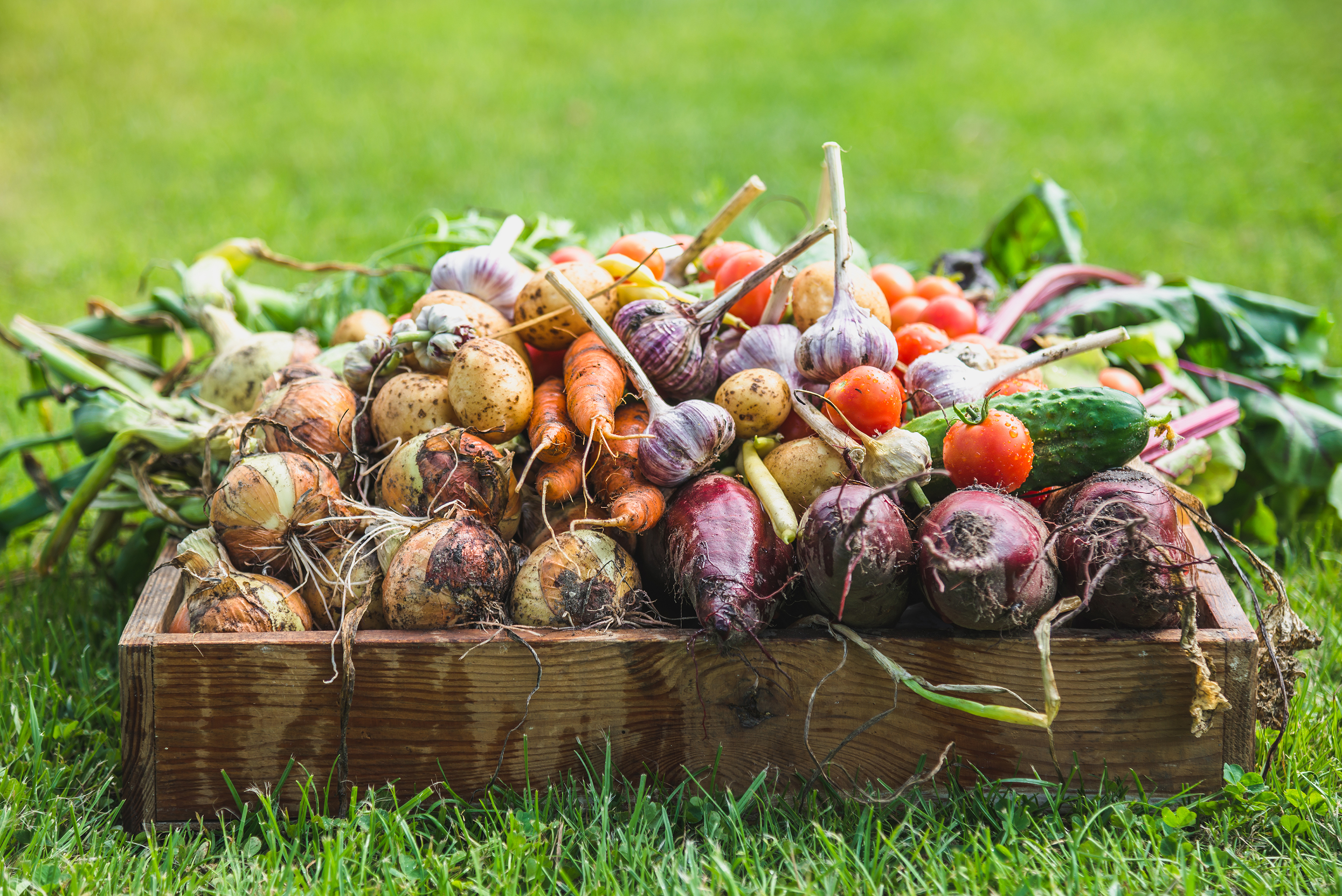 shutterstock_1156416880_0.jpg Box of organic vegetables