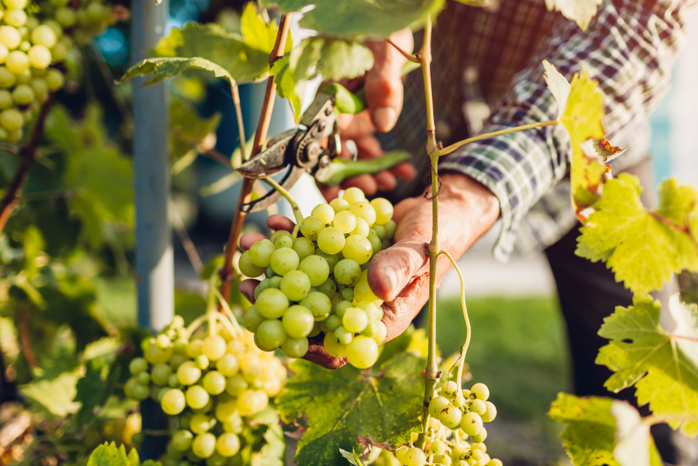 shutterstock_1157090116_0.jpg Culture et entretien de la vigne