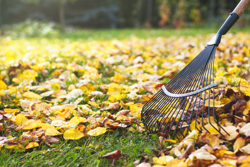 shutterstock_1163907292.jpg Le top 10 des outils de jardin