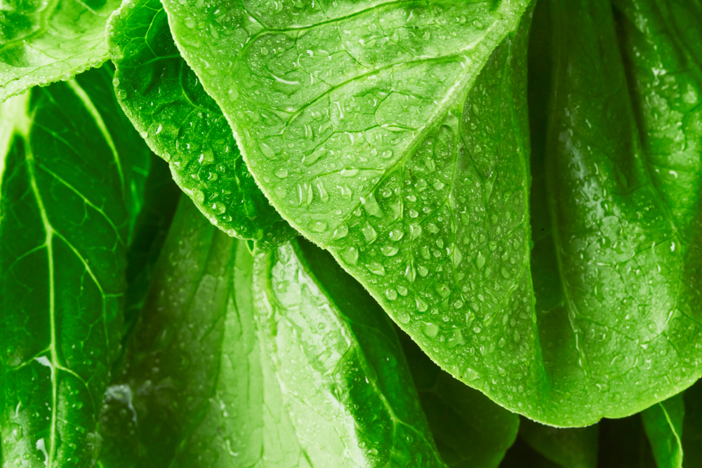 shutterstock_1169810596.jpg Légumes feuilles : Désherber