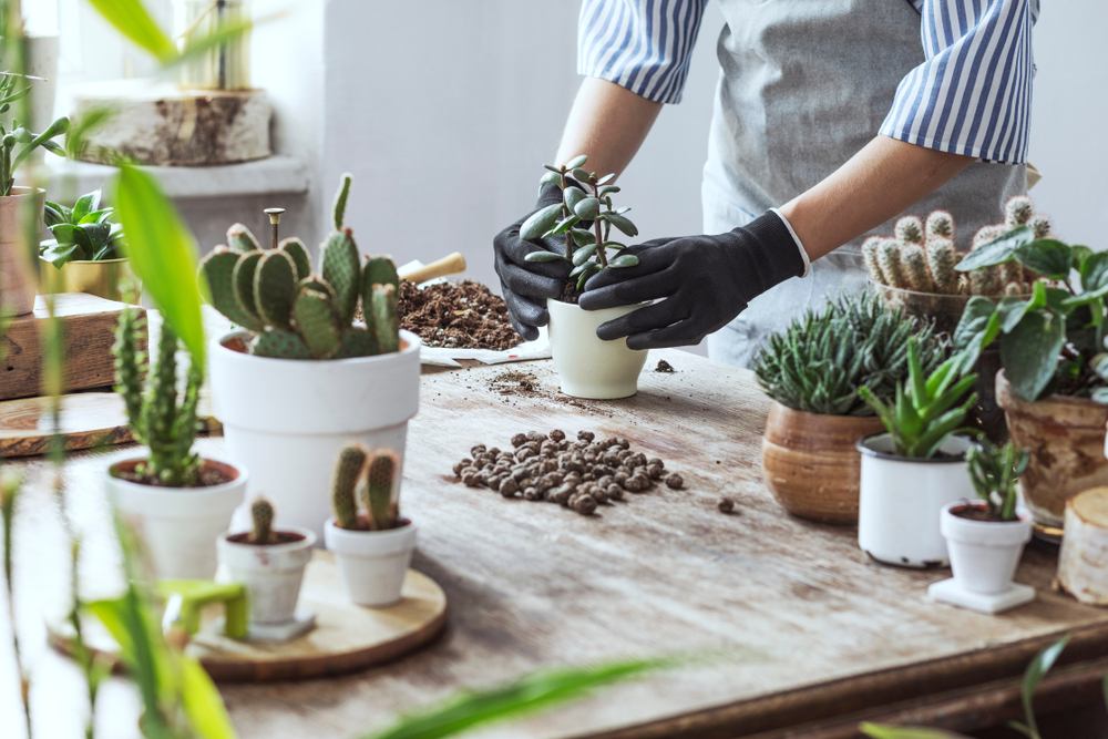 shutterstock_1177119043.jpg Les soins des cactées
