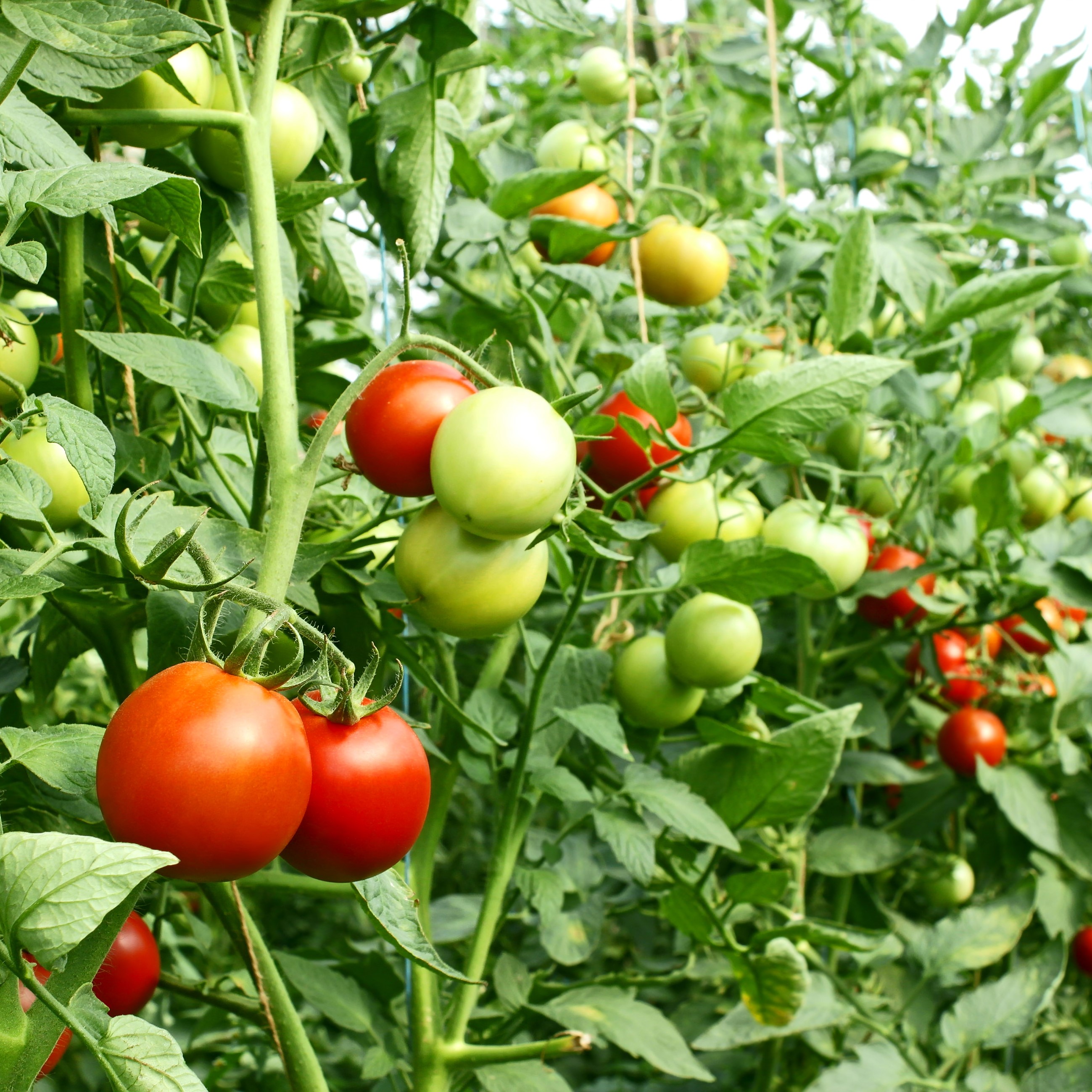 Сколько растут томаты