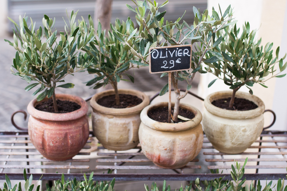 shutterstock_1210698697.jpg Le soin des oliviers