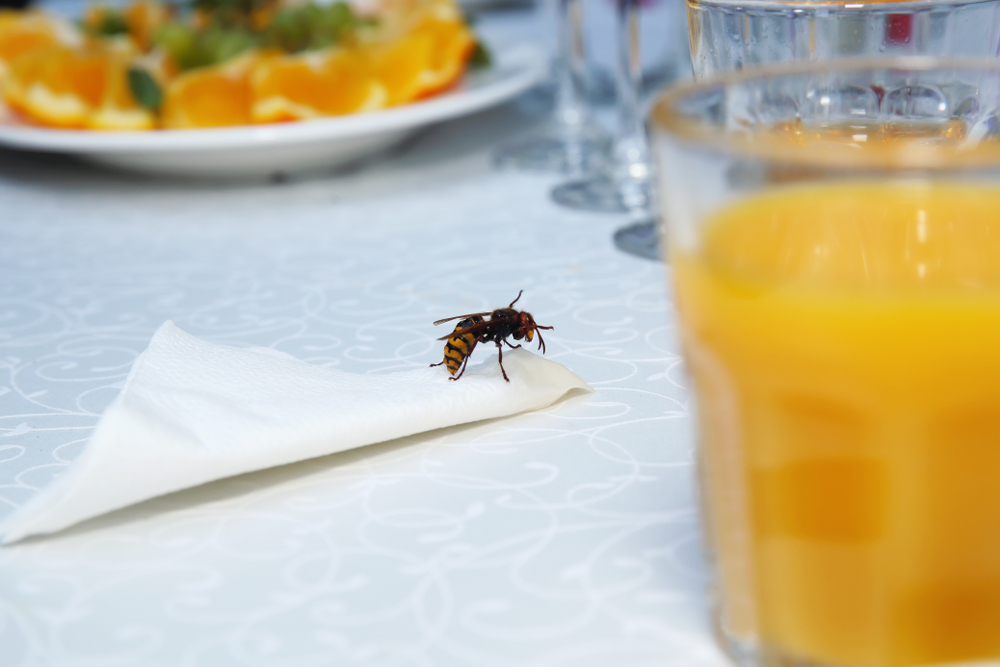 shutterstock_1211615656.jpg Les guêpes