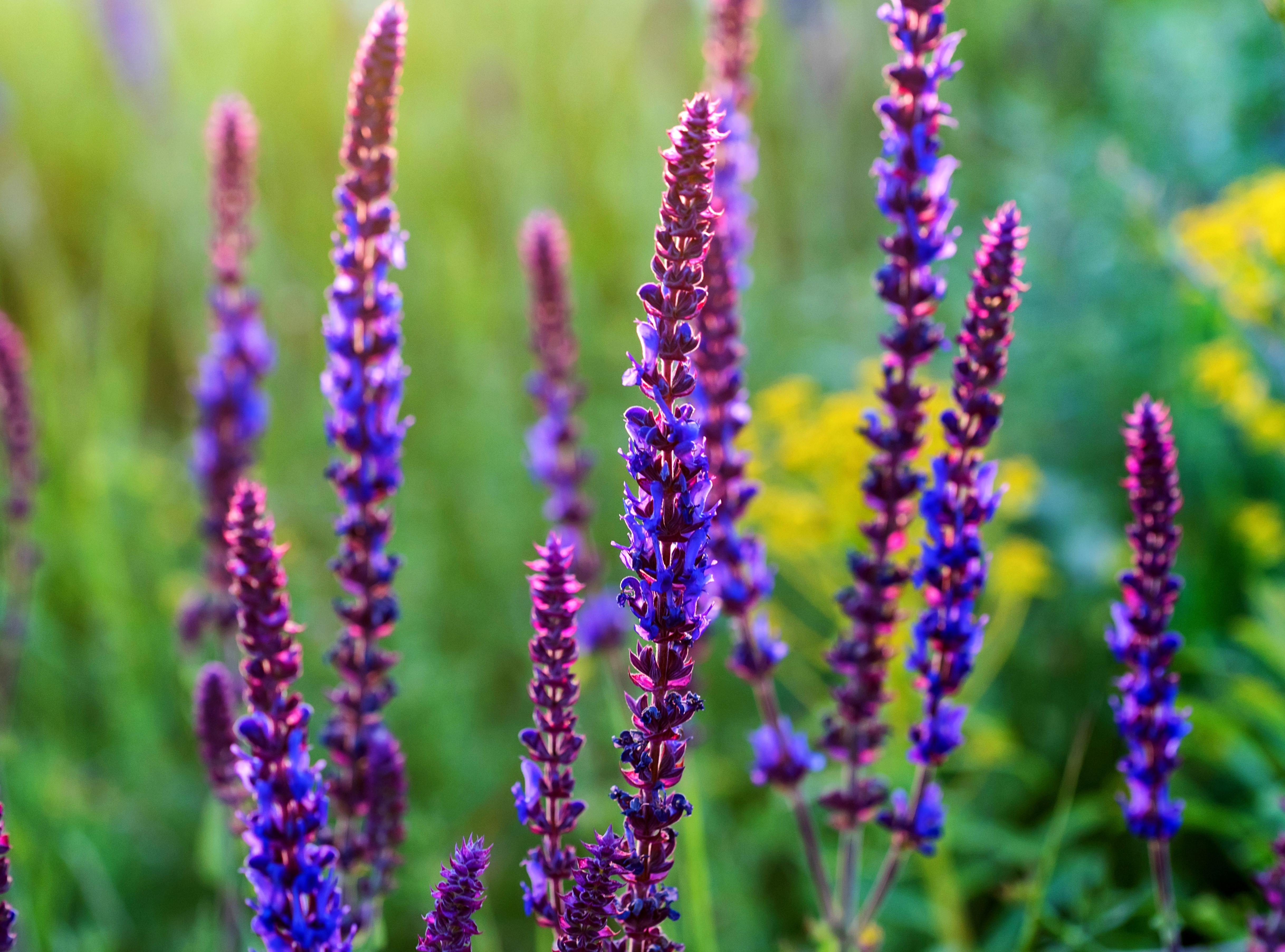 shutterstock_1225446427.jpg Love the Garden / Salvias / Growing Guide