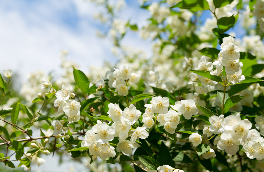 shutterstock_1226288293.jpg Agrumes et plantes méditerranéennes : Récolte, Utilisation