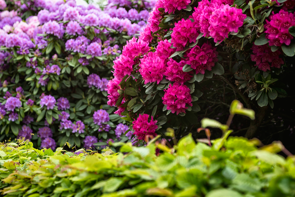 shutterstock_1243355182.jpg rhododendron