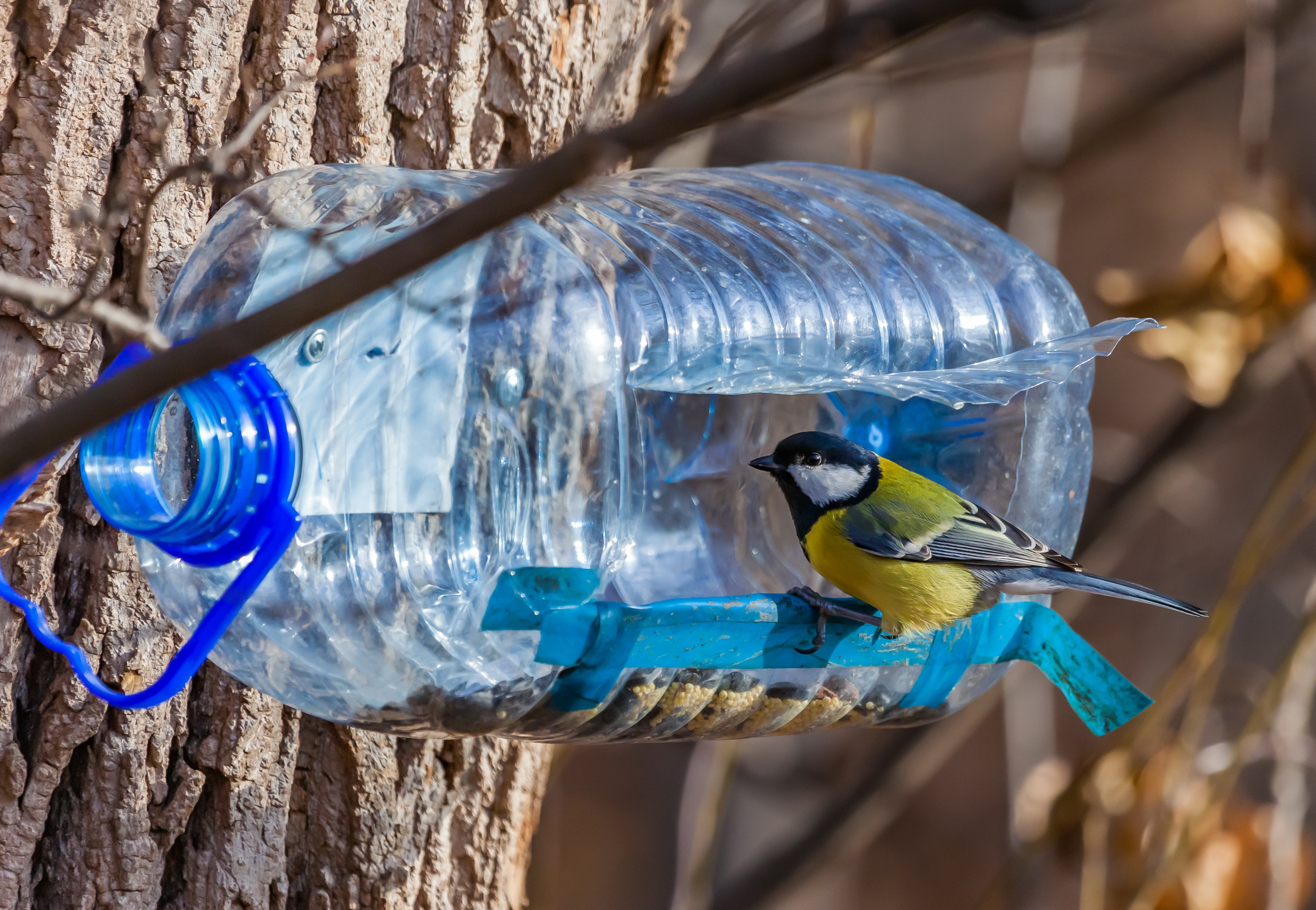 Water bottle bird feeder with blue tit 
