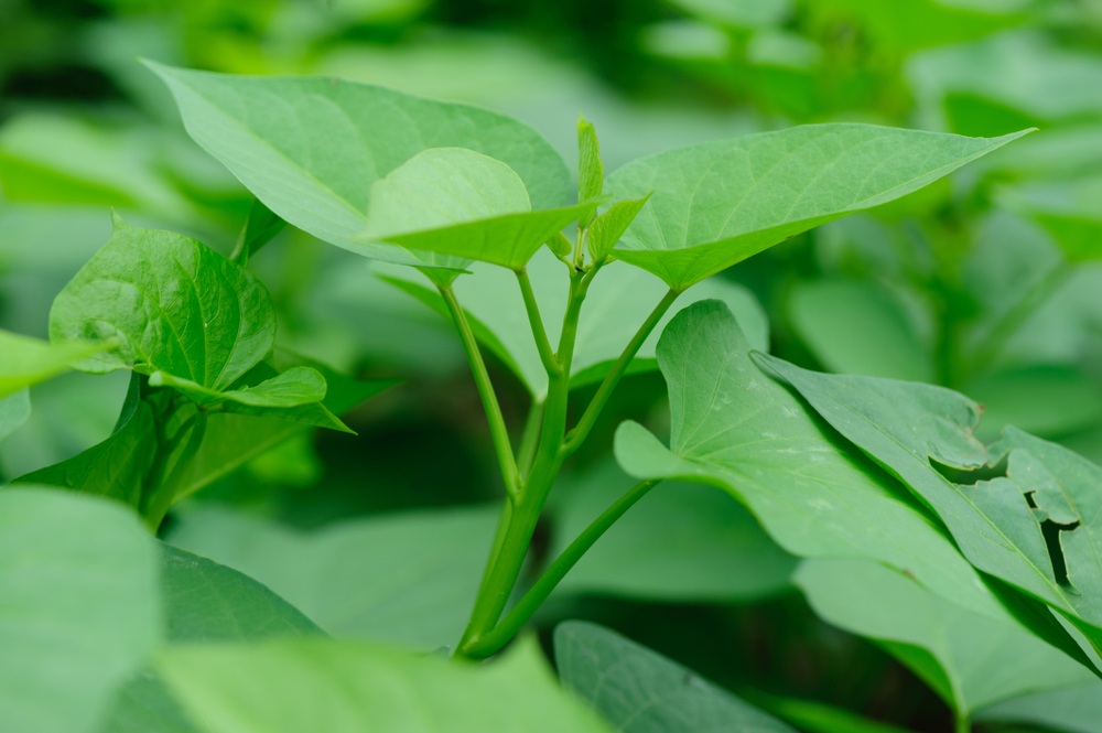 Plantation culture et récolte de la patate douce