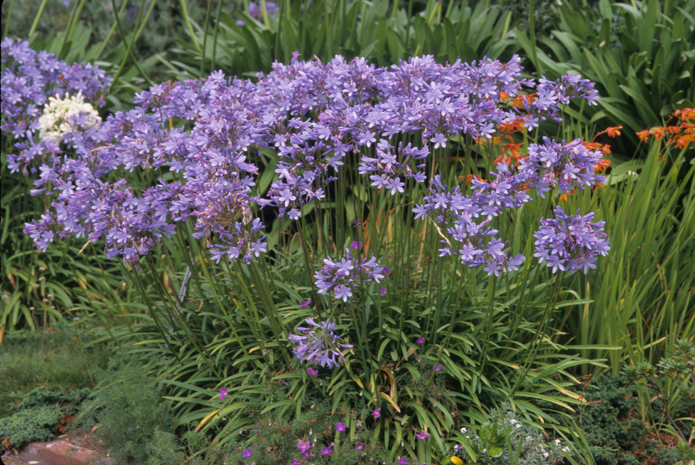 shutterstock_1300404403_0.jpg Planter les agapanthes